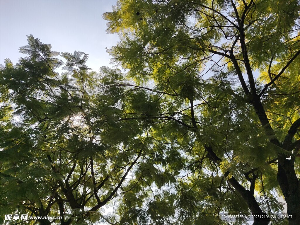 仰观繁茂绿树蓝天