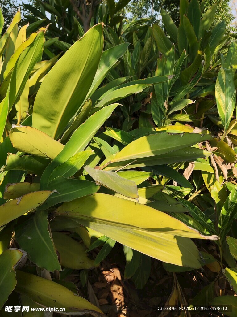 翠绿繁茂的热带植物叶片