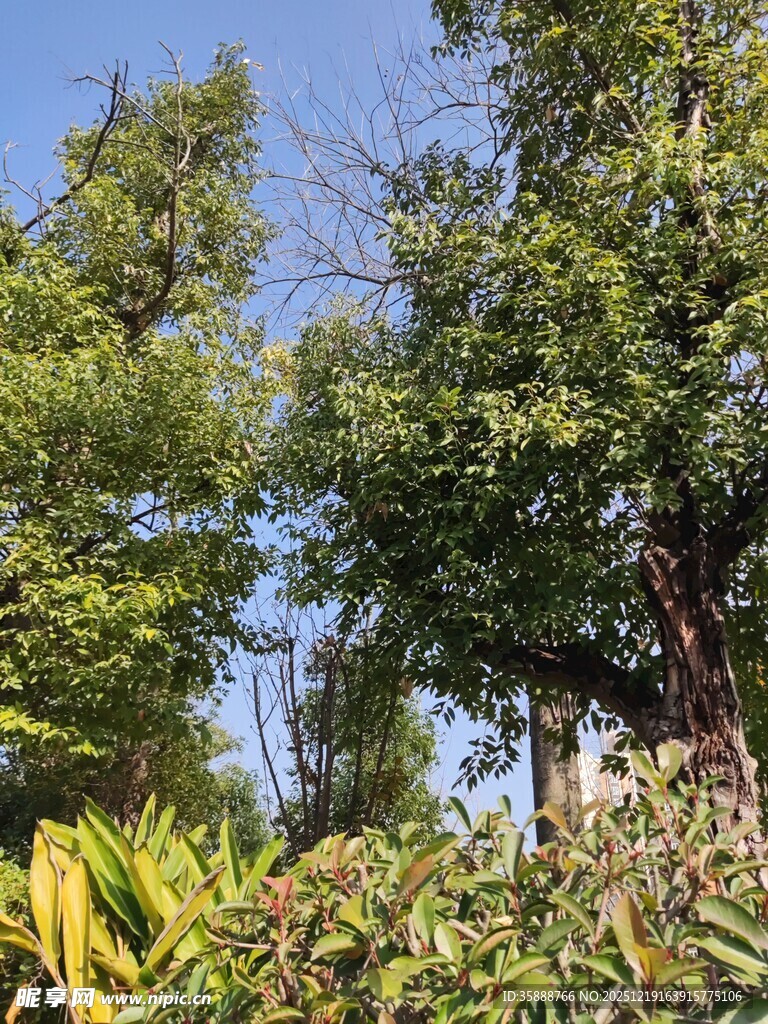 繁茂绿植与蓝天相映成趣