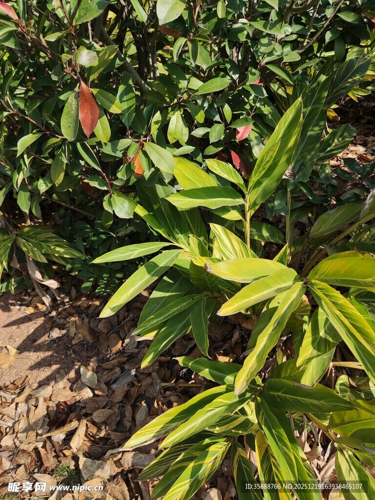 翠绿植物展现自然生机