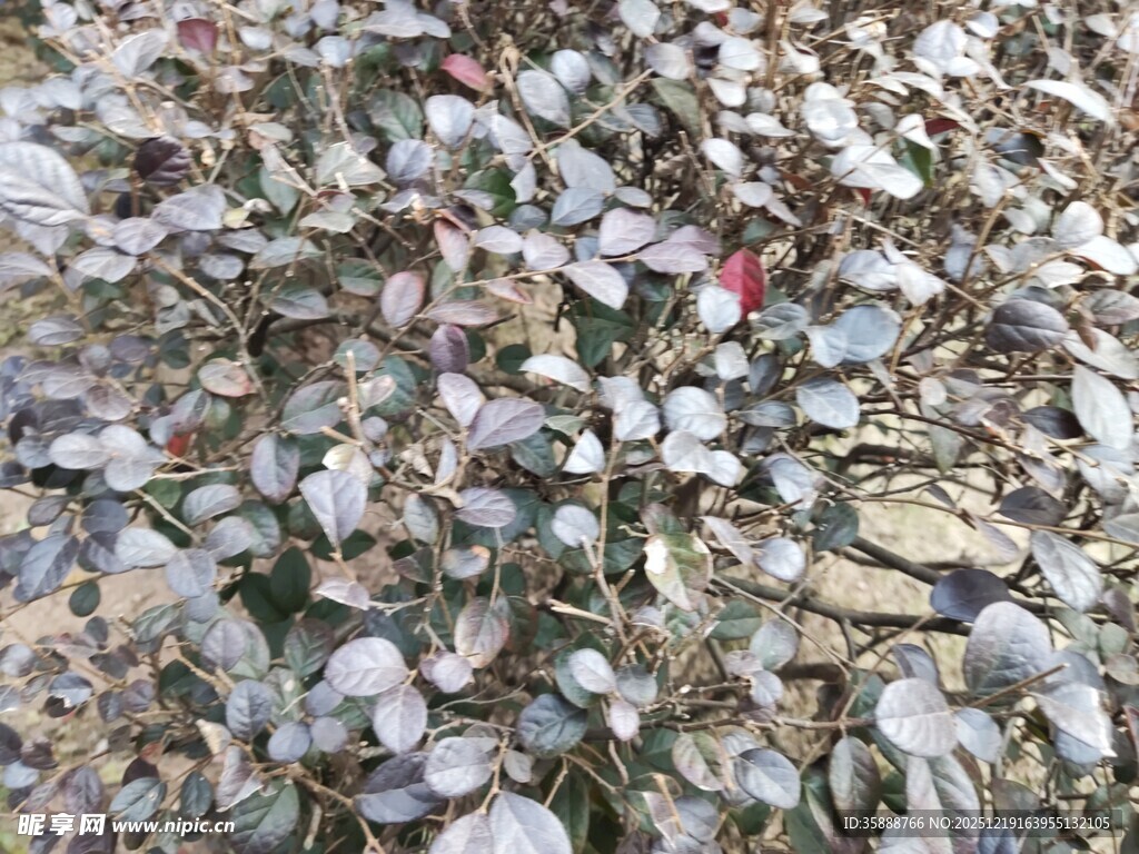 地面散落的多彩花瓣