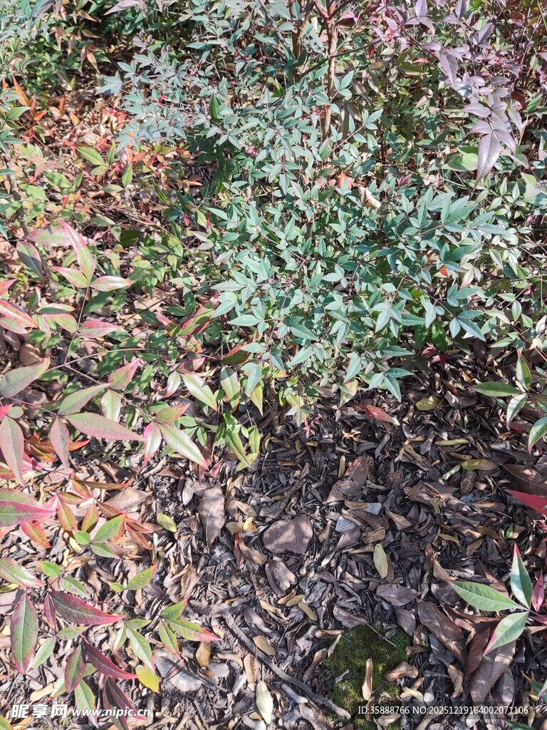 多彩植物地面景观