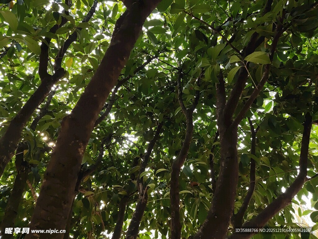 阳光洒落茂密树林间