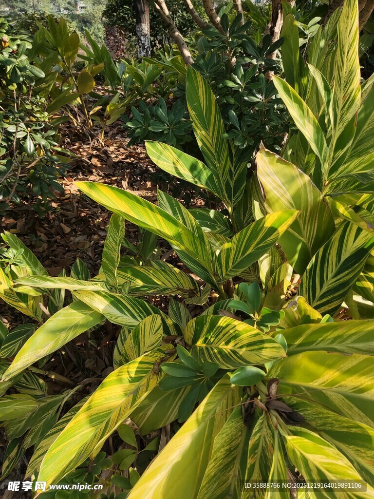 翠绿斑斓的热带植物景观