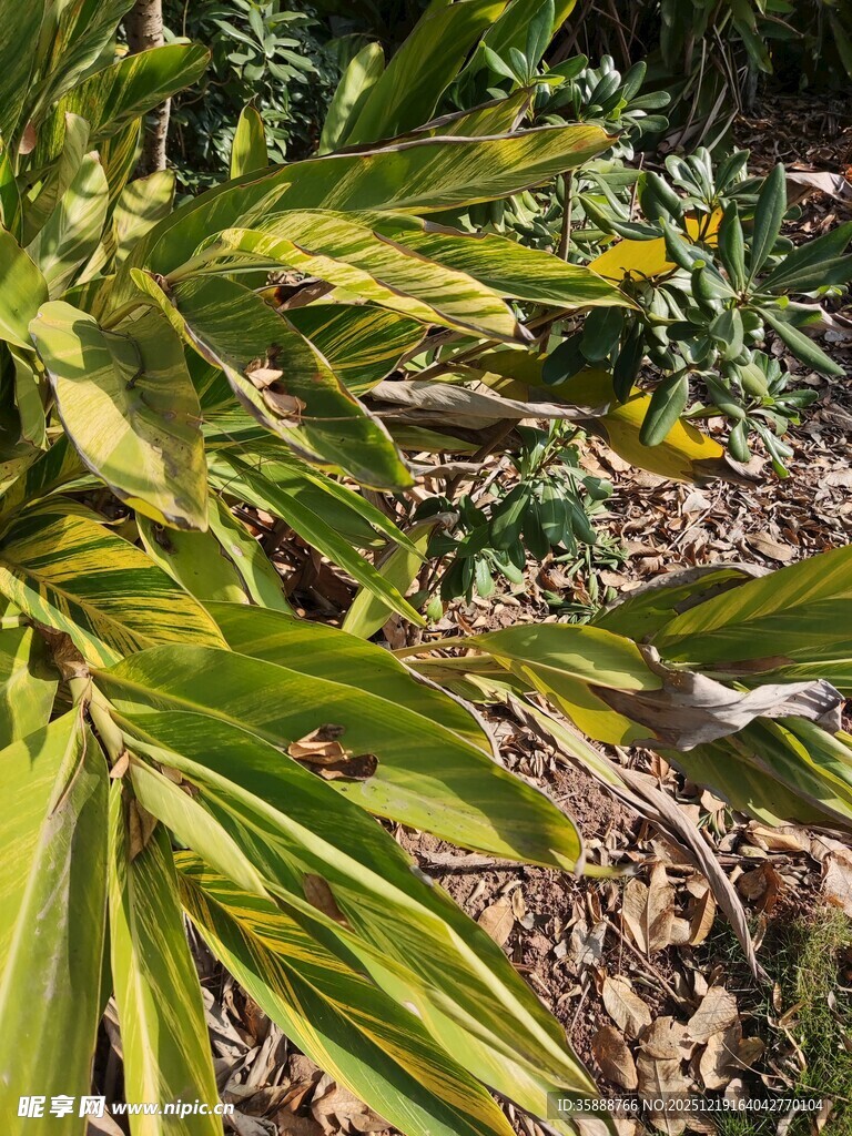 翠绿斑斓的热带植物叶片