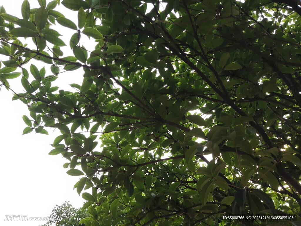 繁茂绿树枝叶葱茏