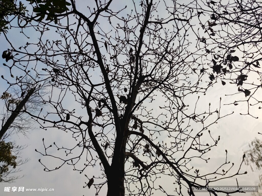 冬日光秃树木与天空景象
