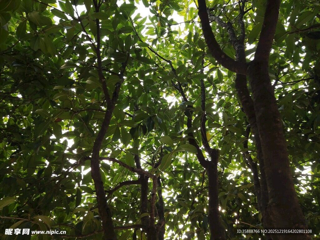 茂密森林绿意盎然景象