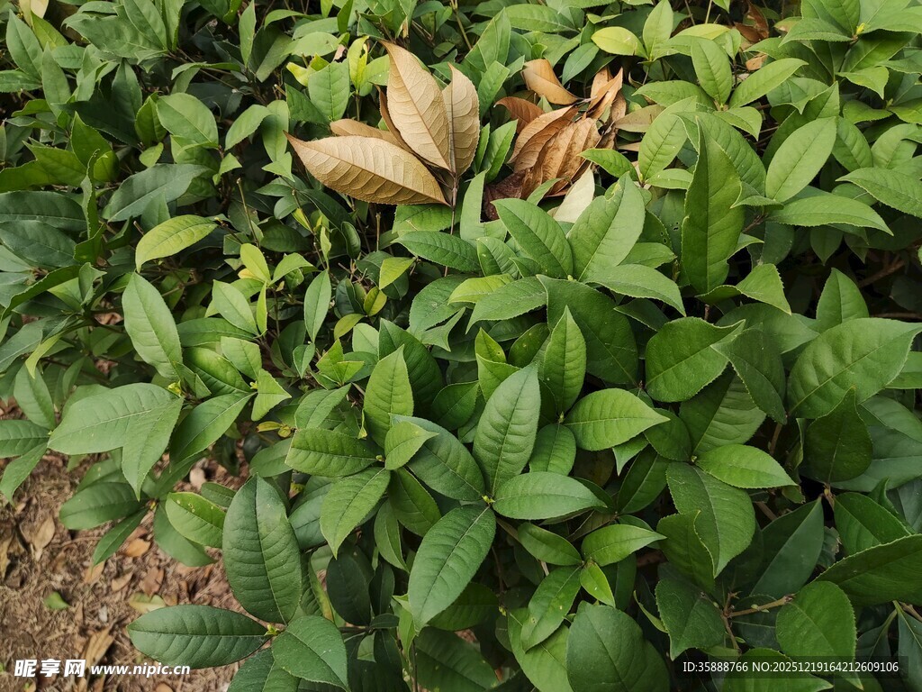 绿叶丛中的枯黄叶片