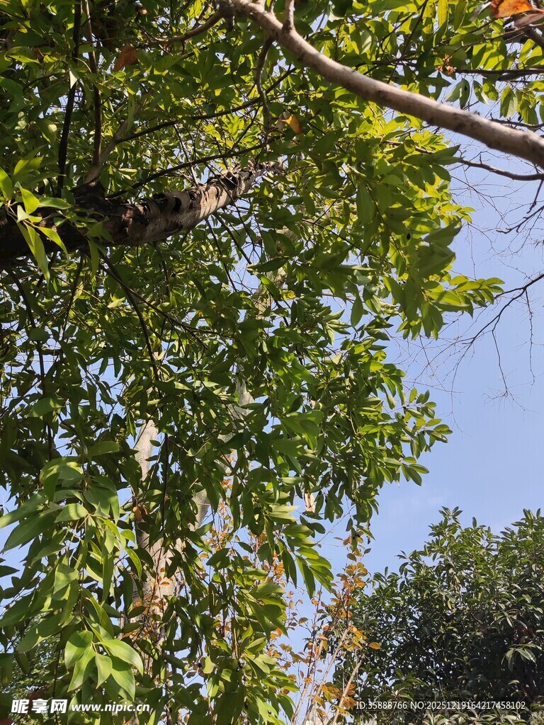 树上栖息的鸟儿