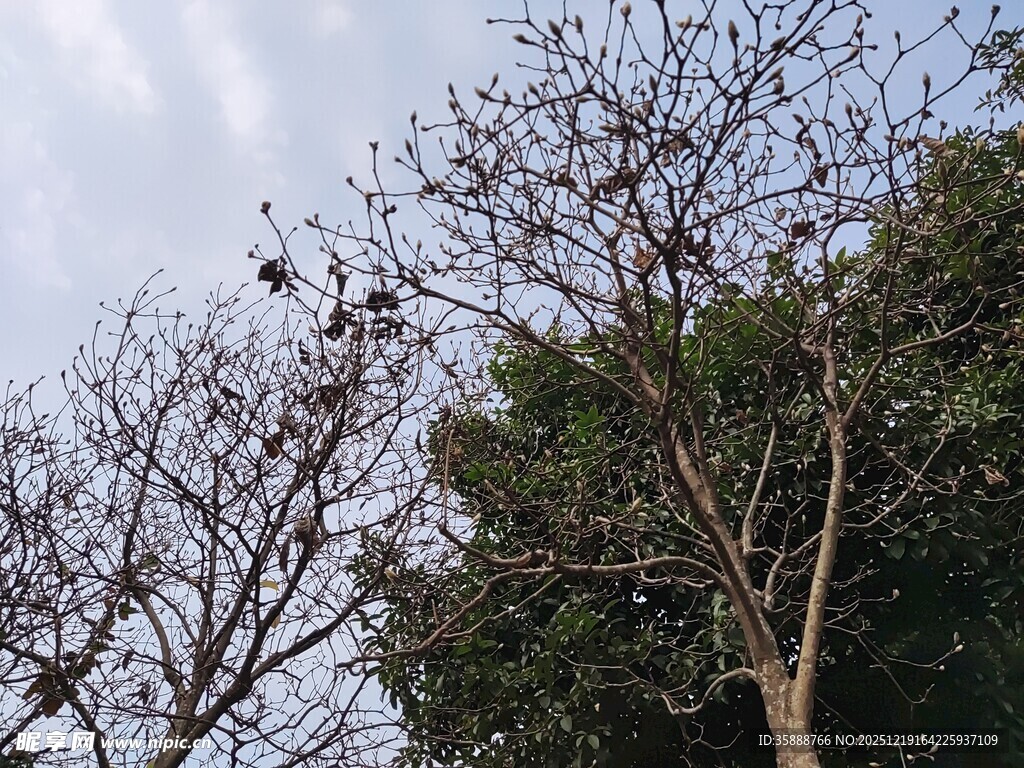 冬日枯树与葱郁树木对比