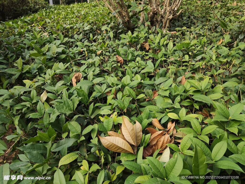 绿叶丛中的棕褐色植物