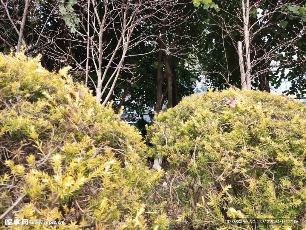 修剪整齐的绿色灌木景观