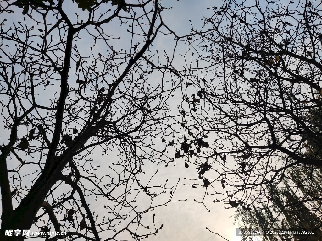 冬日树枝与朦胧天空