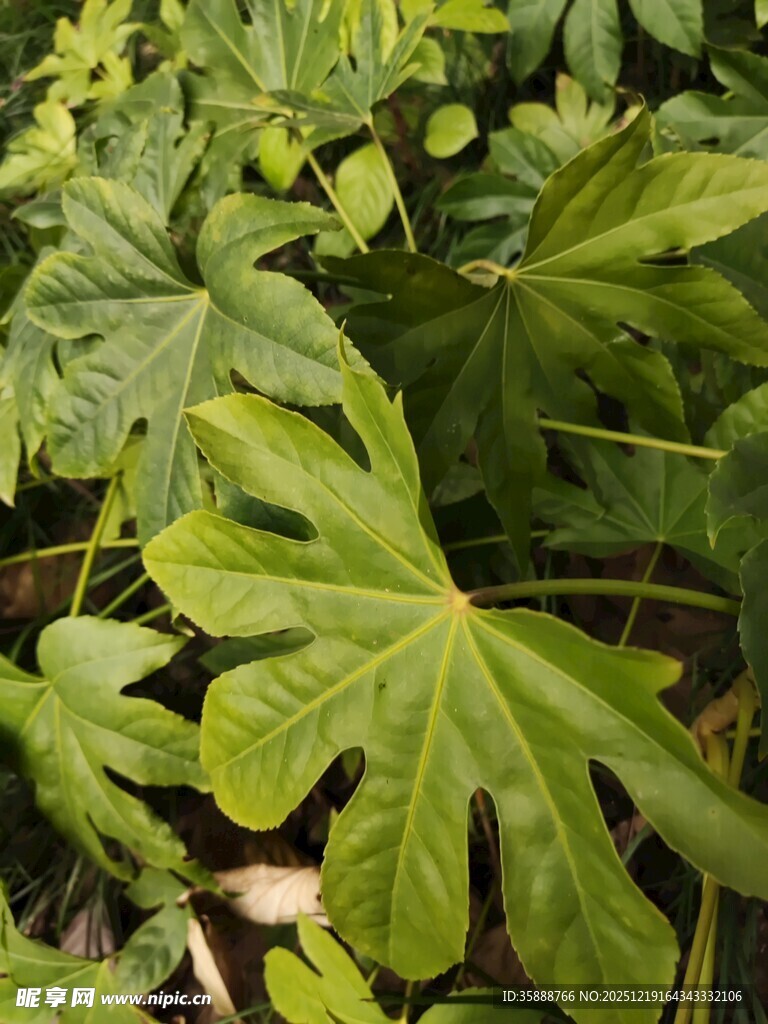 大叶片绿植特写