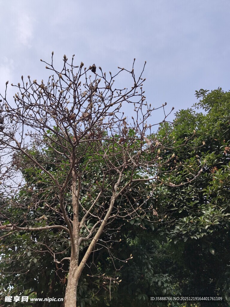 光秃树木与葱郁植被对比