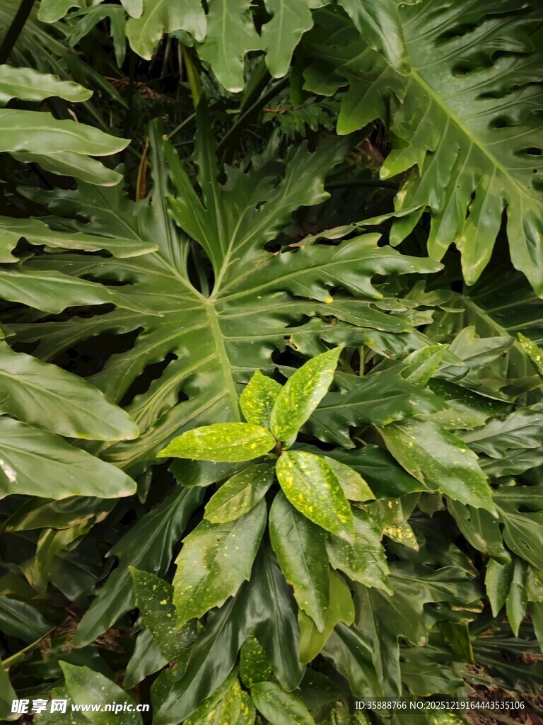 热带绿叶植物特写