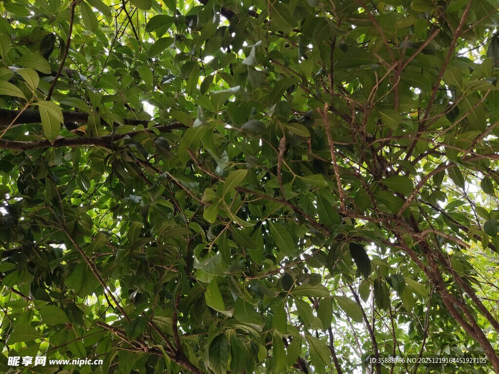 繁茂绿树枝叶葱茏