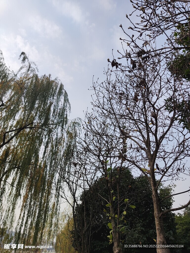 冬日柳树与光秃树木景观