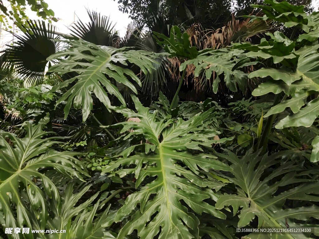 繁茂的热带羽状叶片植物