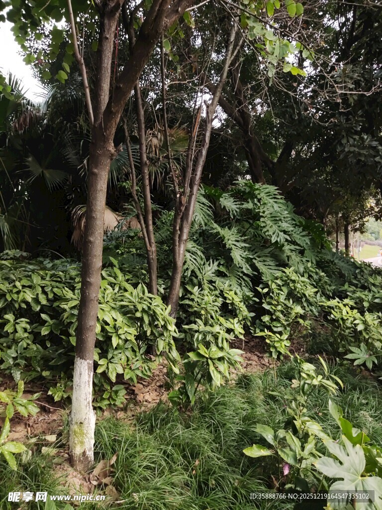 林间繁茂绿植与树木景观