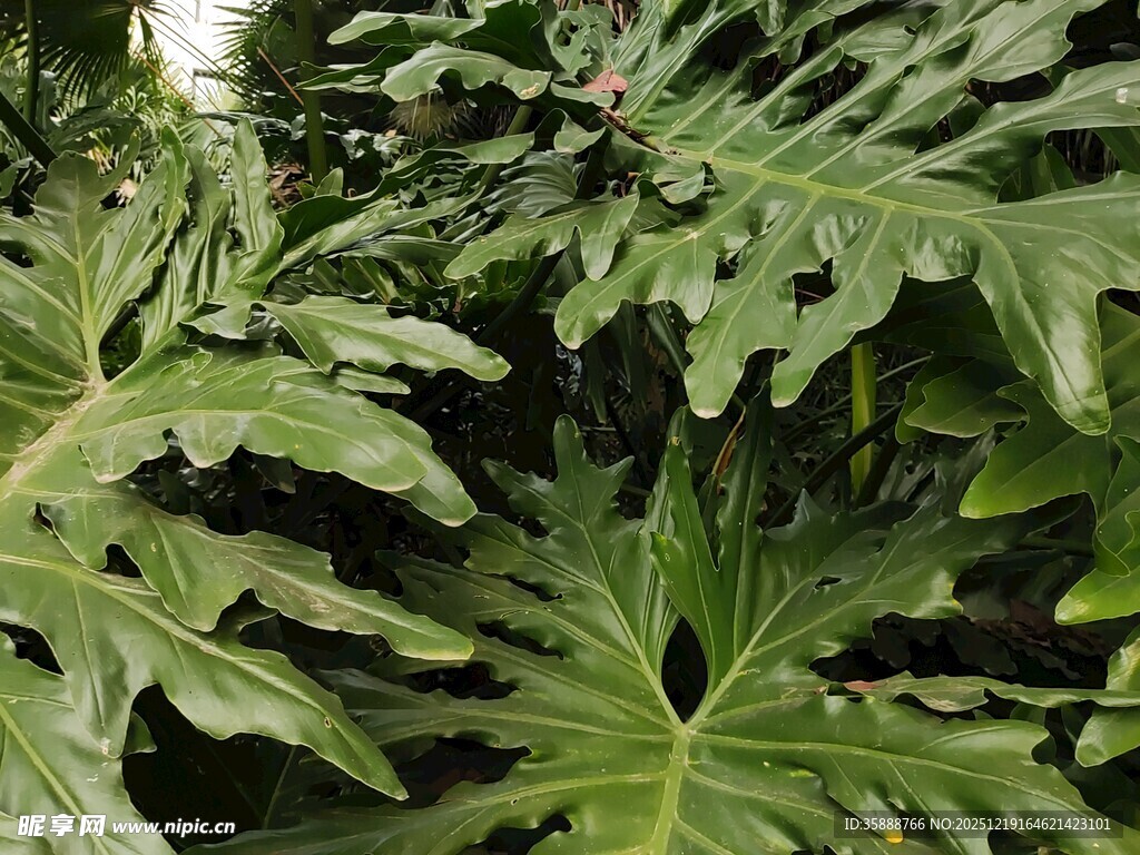 大型羽状叶片的绿植特写