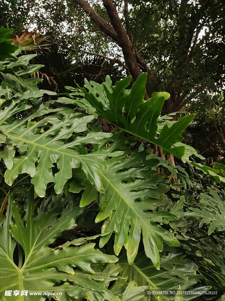 繁茂热带绿植景观