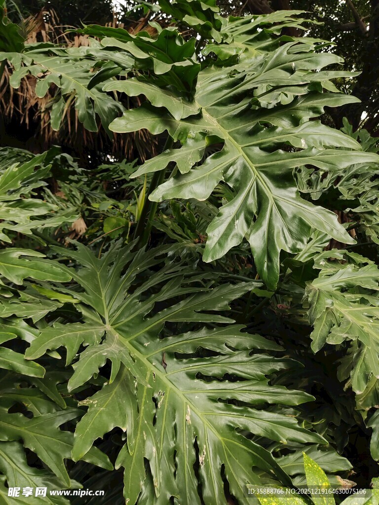 大型羽状绿叶植物特写