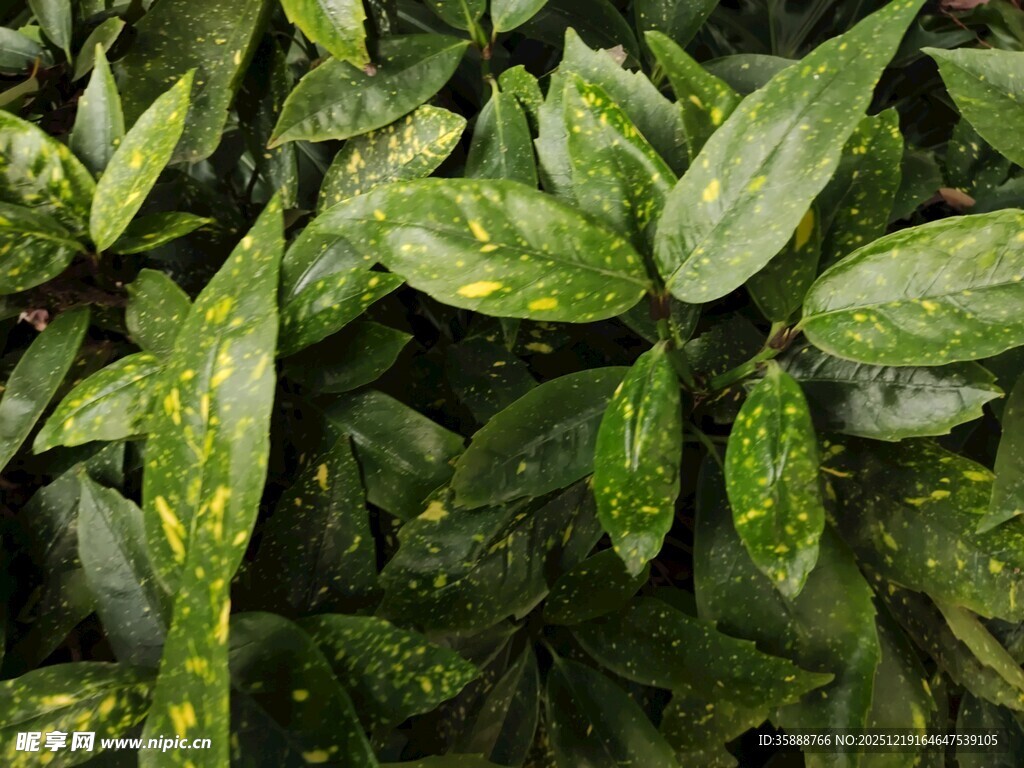 翠绿斑驳叶片特写