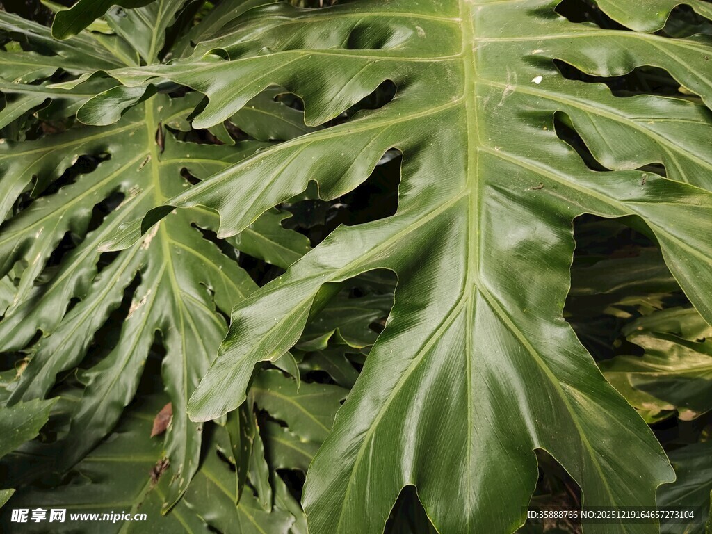 羽状叶片的热带绿植