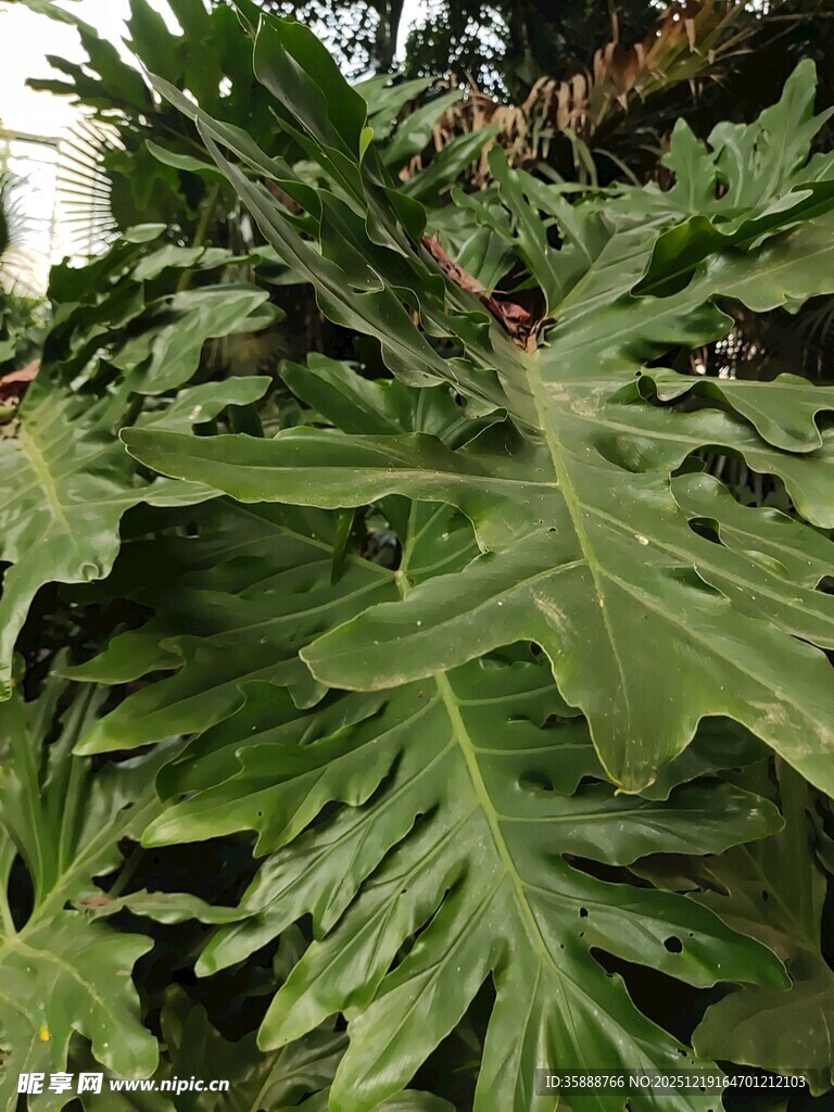 羽状绿植叶片特写