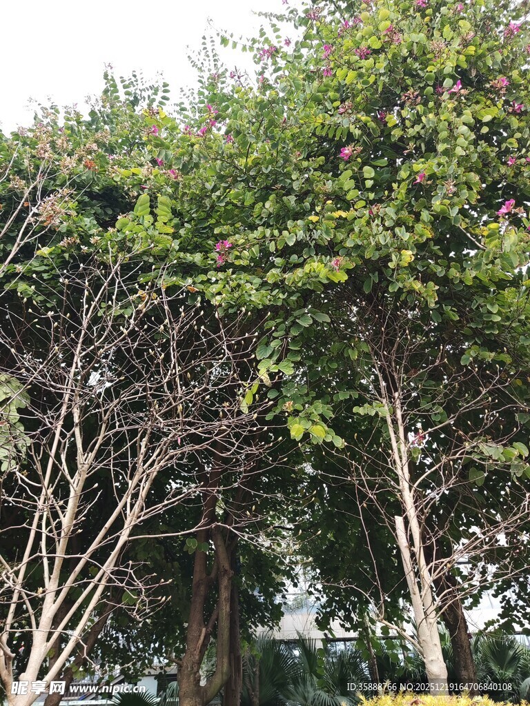 繁茂树林中的树木景象