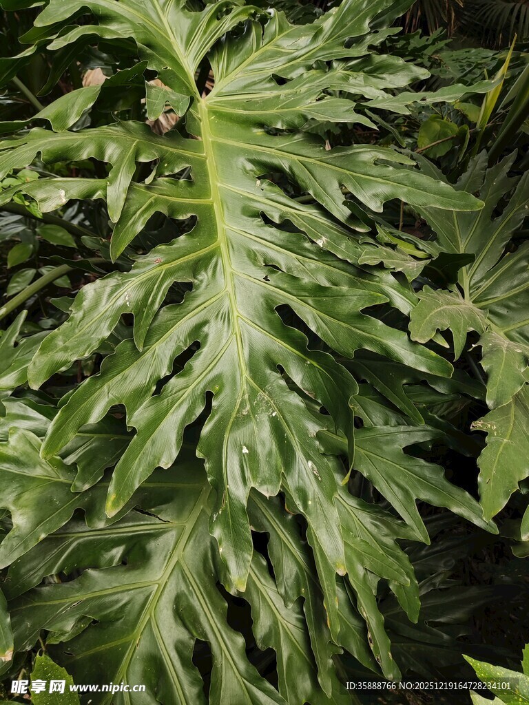 羽状叶片的独特绿植