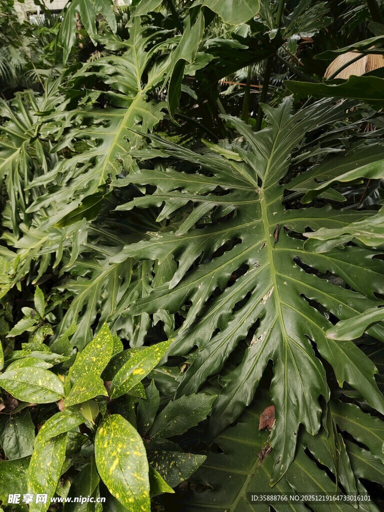 羽状叶片的热带绿植