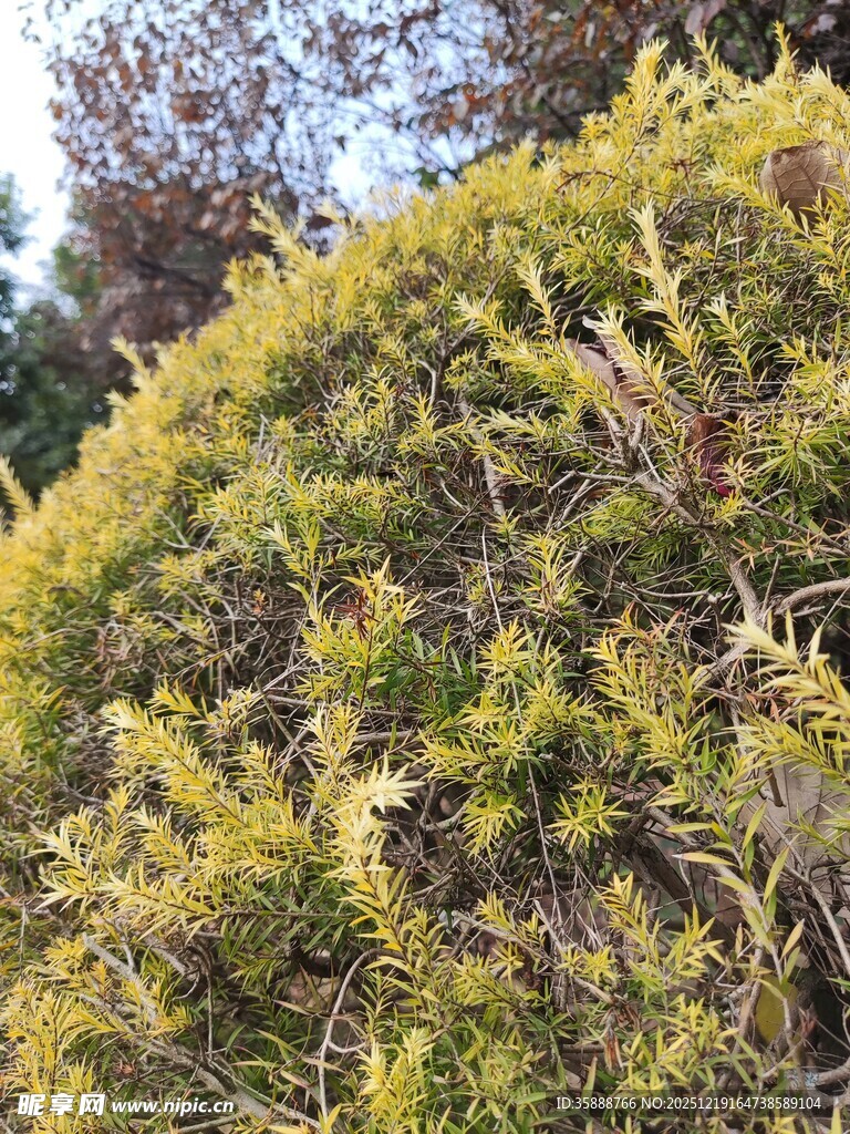 翠绿繁茂的灌木景观