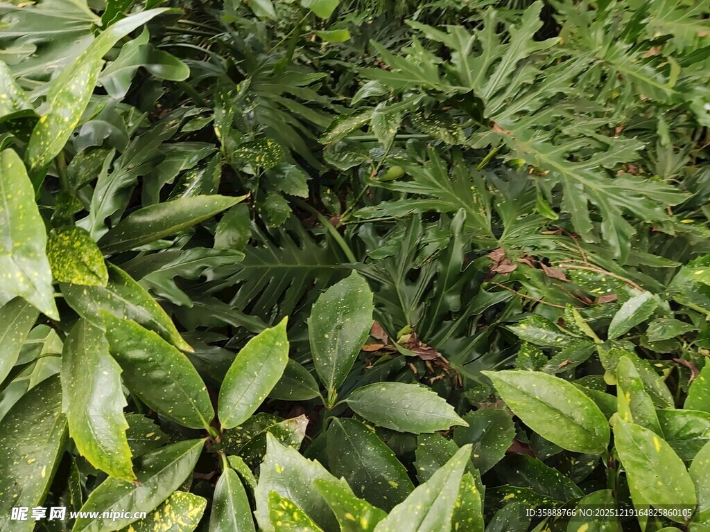 茂密绿植特写