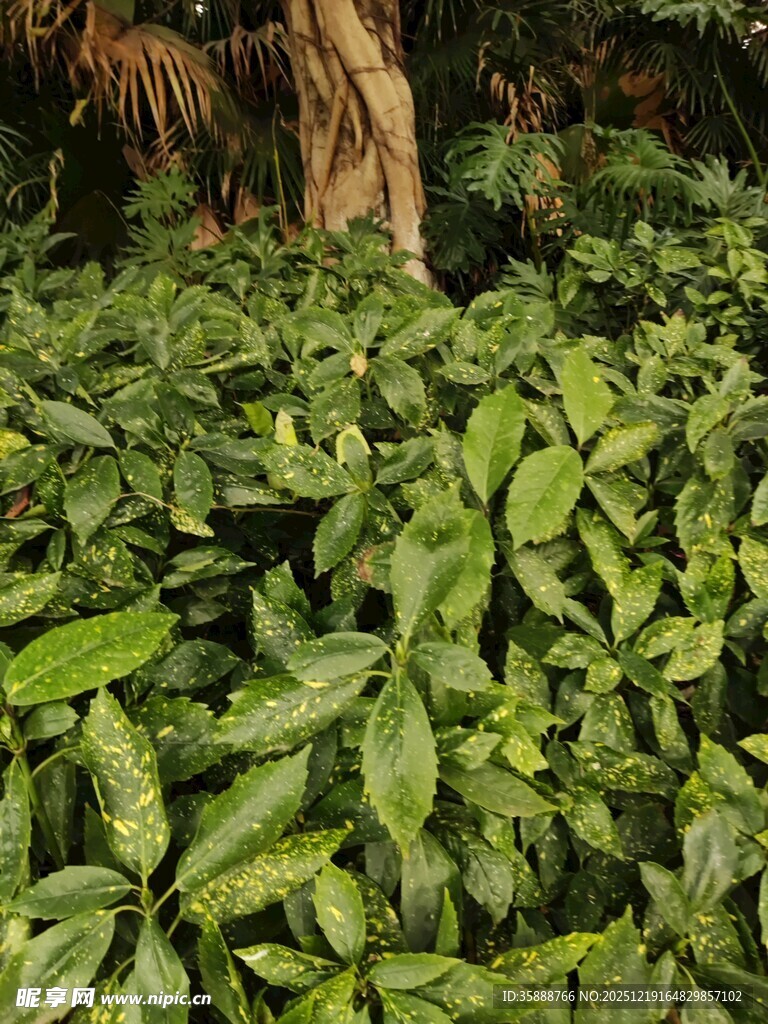 茂密绿植环绕的树干