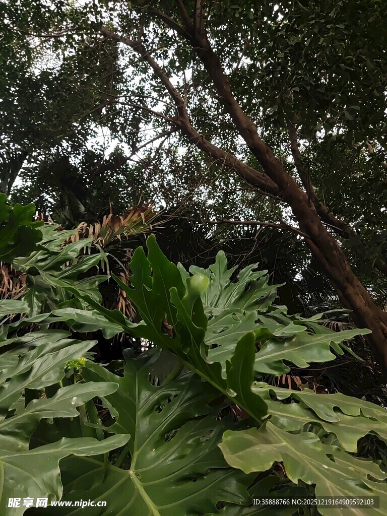 繁茂绿植与高大树木景观