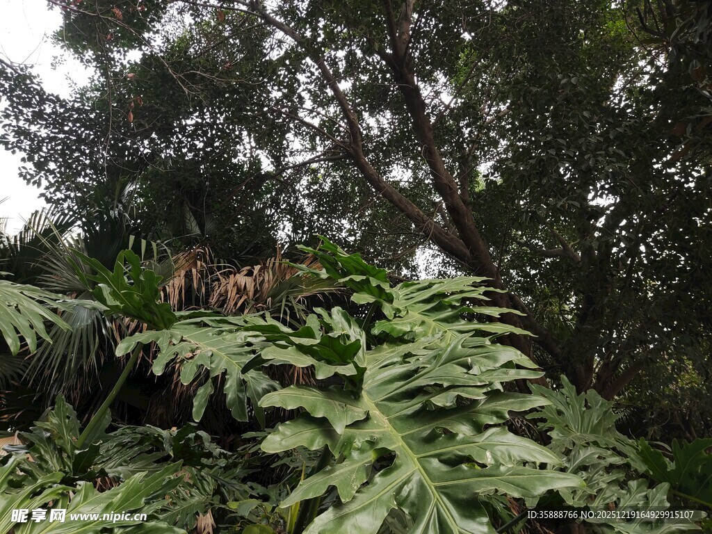 茂密丛林中的蕨类与树木