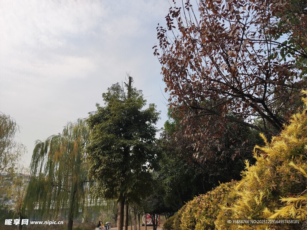 户外多彩树木景观