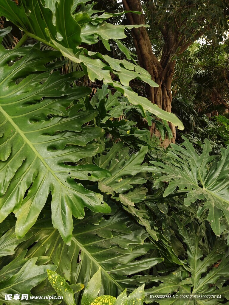 繁茂热带绿植叶片特写