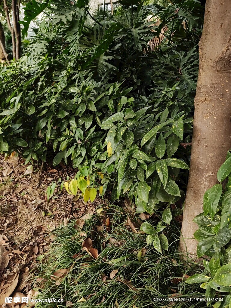 树下繁茂绿植与黄色花朵