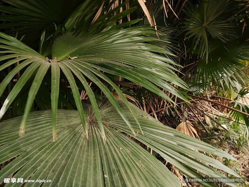 翠绿棕榈叶尽显自然生机