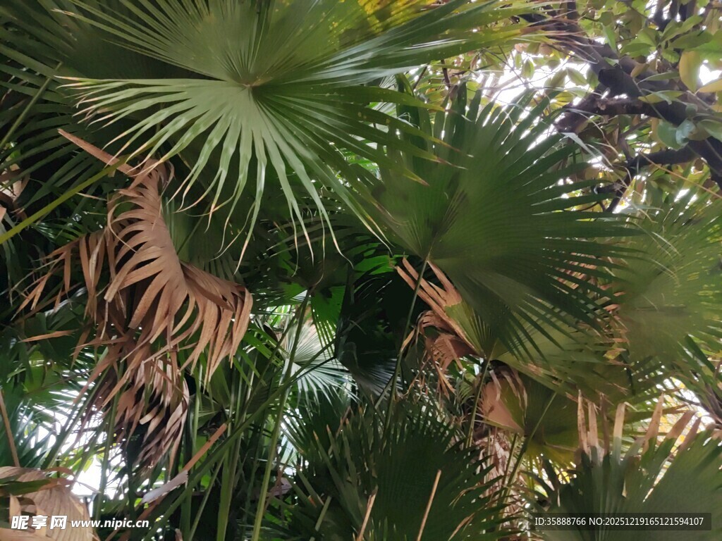 繁茂棕榈叶尽显热带风情