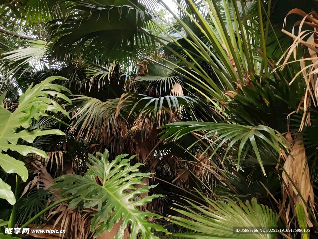 繁茂热带植物景观