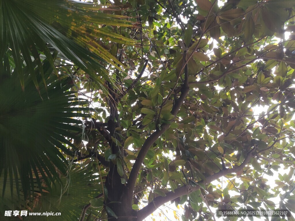 透过枝叶的斑驳阳光