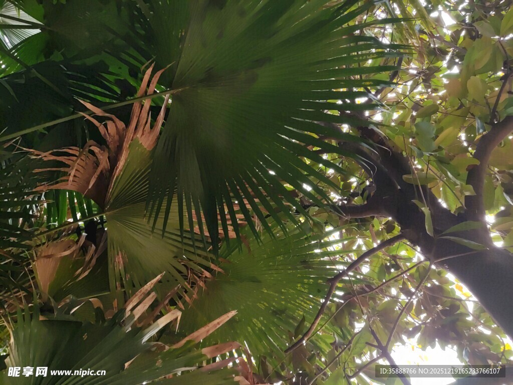 阳光下的繁茂棕榈树叶