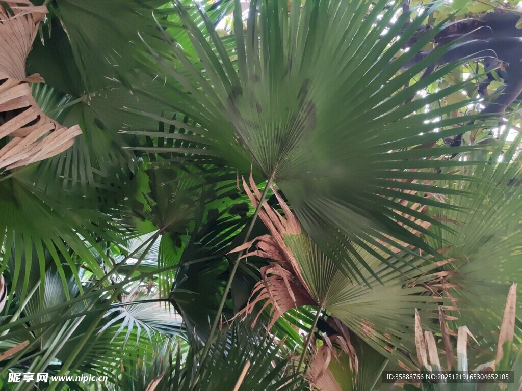 茂密棕榈叶的自然景致