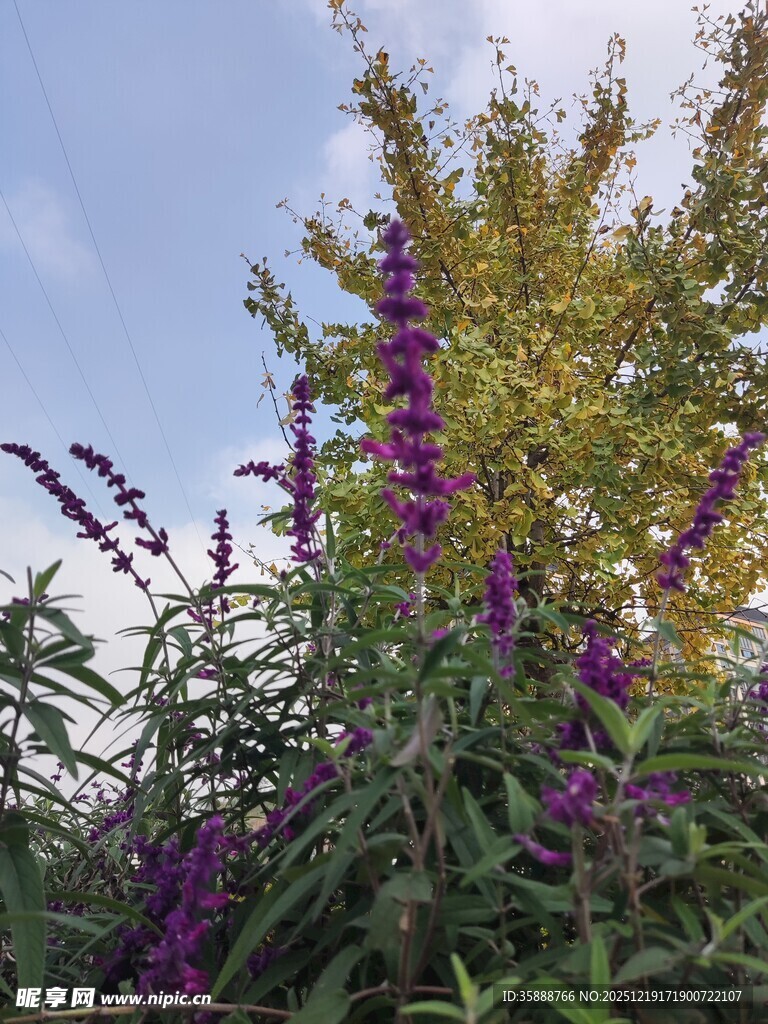 紫色花卉与绿树相映成趣