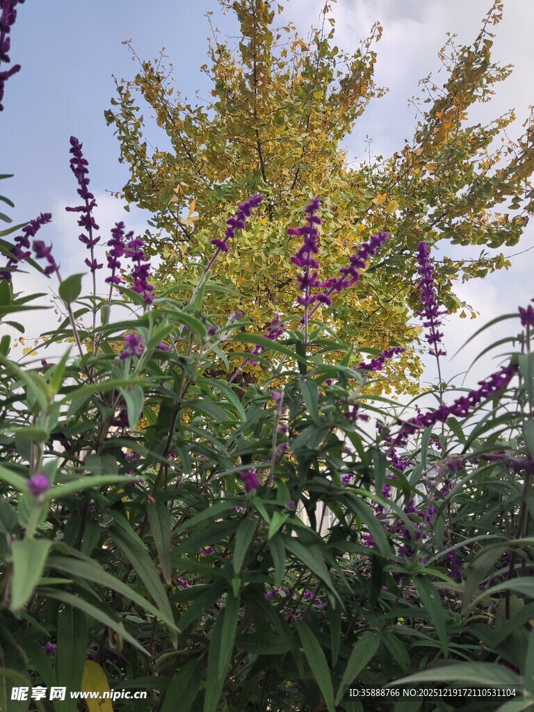 紫色花卉与绿树相映成趣